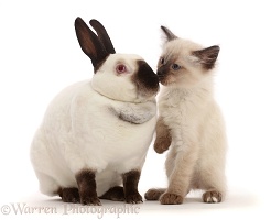 Ragdoll x Siamese kitten kissing colourpoint rabbit