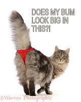 Cat Meme - Does my bum look big in this