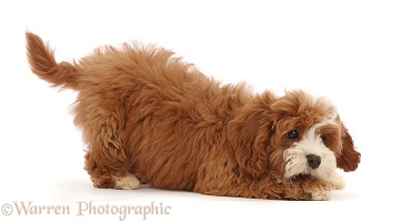 Cavapoo puppy in play-bow