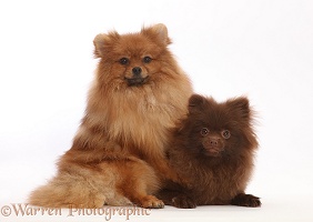 Tan and Brown Pomeranians