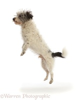 Grey-and-white Jackapoo scruffy mutt leaping
