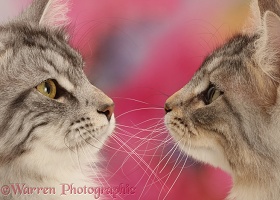 Silver tabby cats face-to-face