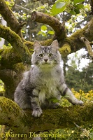 Silver tabby cat up a tree