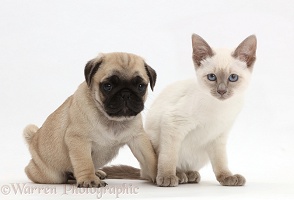 Blue-point Birman-cross kitten with Pug puppy