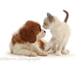 Cavalier puppy, face-to-face with Siamese-cross kitten