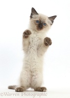 Ragdoll x Siamese kitten standing with paws up
