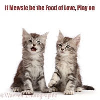 Shakespeare cat - If Mewsic be the Food of Love, Play On
