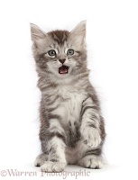 Silver tabby kitten with funny expression, open mouth