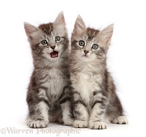 Silver tabby kittens, one licking lips