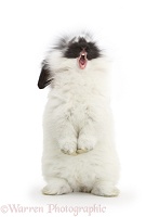 Black-and-white bunny rabbit, standing and yawning