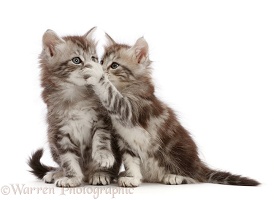 Silver tabby kittens, one with paw on the other's mouth