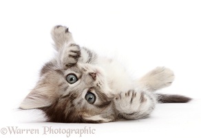 Silver tabby kitten, rolling on his back