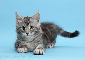 Silver tabby kitten, on blue background