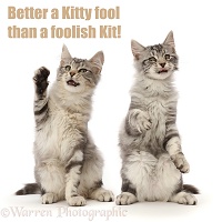 Shakespeare cat - Better a Kitty Fool, than a Foolish Kit