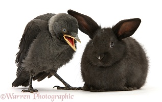 Baby Jackdaw and baby black rabbit