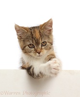 Tortoiseshell-tabby kitten, 10 weeks old, paws over, clasping