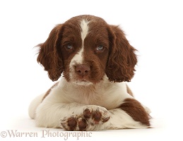 Working English Springer Spaniel puppy, with crossed paws