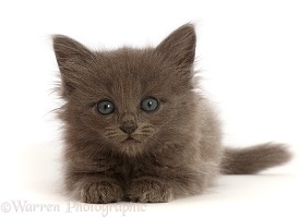 Fuzzy blue kitten