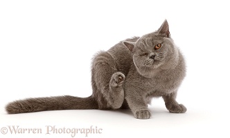 Blue British Shorthair kitten, scratching