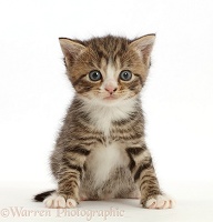 Tabby kitten with big eyes, sitting