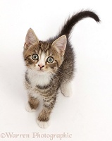 Tabby kitten with big eyes, sitting and looking up