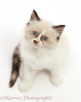 Persian-x-Ragdoll kitten, 7 weeks old, sitting and looking up