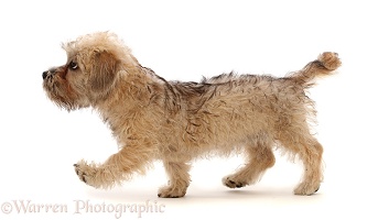 Mustard Dandie Dinmont Terrier puppy, walking