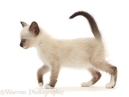 Siamese x Ragdoll kitten, 7 weeks old, walking across
