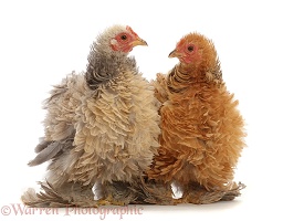 Buff and Cream Frizzle Bantam, chickens, 15 weeks old