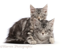 Silver tabby kittens, sleeping