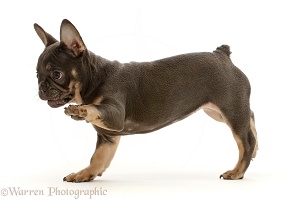 Blue-and-tan French Bulldog puppy paw up