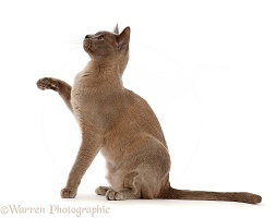 Blue Burmese cat sitting and pointing