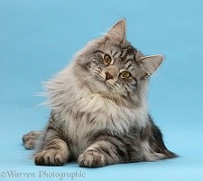 Silver tabby cat on blue background