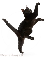 Black kitten jumping and reaching up