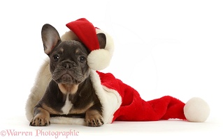 Blue-and-tan French Bulldog puppy in a Santa hat