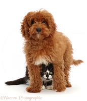 Black-and-white kitten hiding under red Cavapoo puppy