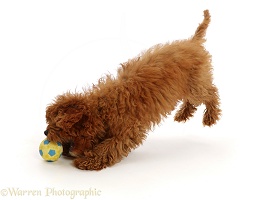 Red Cavapoo puppy leaping to catch a ball