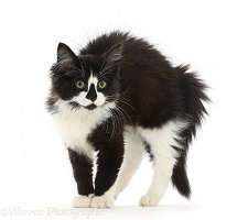 Black-and-white kitten fluffed up and defensive