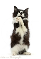 Black-and-white kitten clasping paws in a begging manner