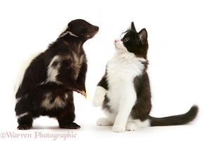 Striped Skunk and black-and-white kitten