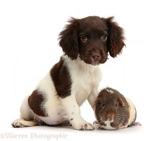 Chocolate-and-white Cocker Spaniel puppy and Guinea pig