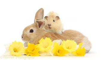 Young rabbit and Guinea pig with daffodils