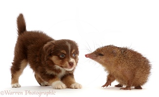 Playful Mini American Shepherd puppy and Tailless Tenrec