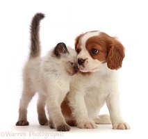 Cavalier puppy, head-to-head with playful kitten