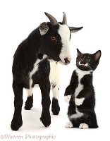 Pygmy goat and Black-and-white kitten