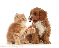 Ginger kitten and Cavapoo puppy
