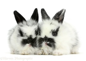 Two cute black-and-white baby bunnies