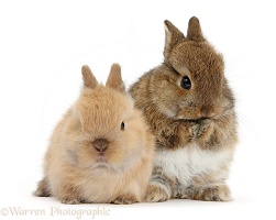 Two cute baby Netherland Dwarf bunnies, one washing