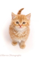 Ginger kitten sitting and looking up