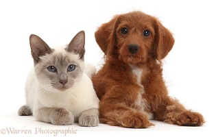 Blue-point Birman-cross cat and red Goldendoodle puppy